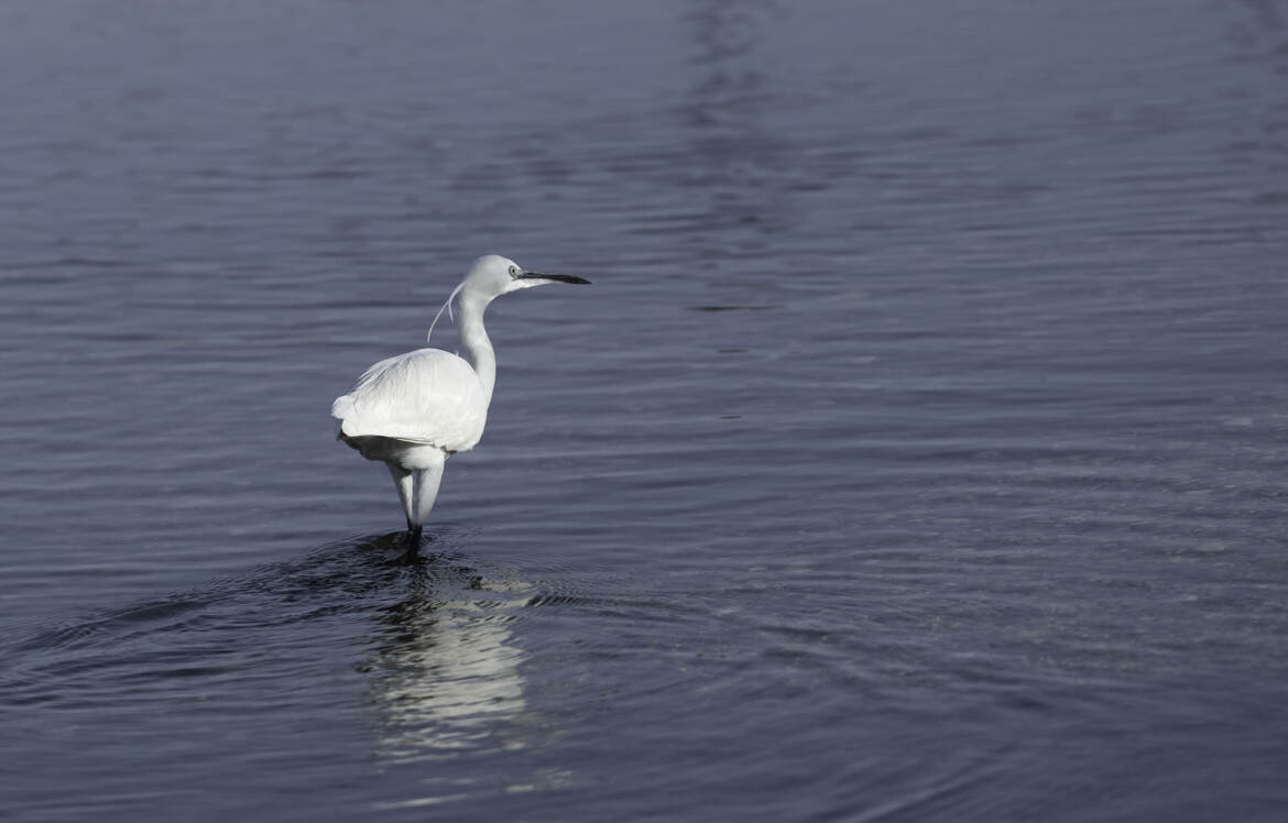 Aigrette Garzette à l'affût