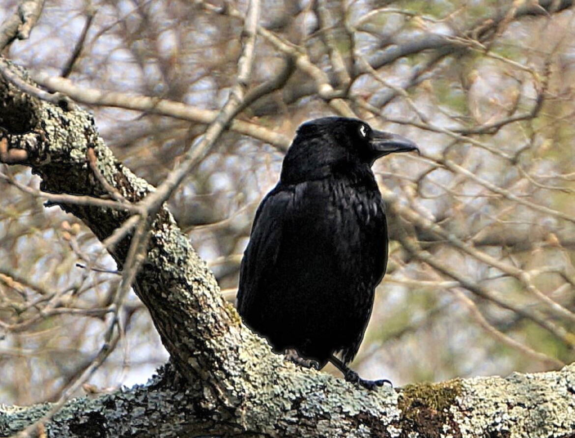 Maitre corbeau sur un abre perché n'avait pas de fromage..
