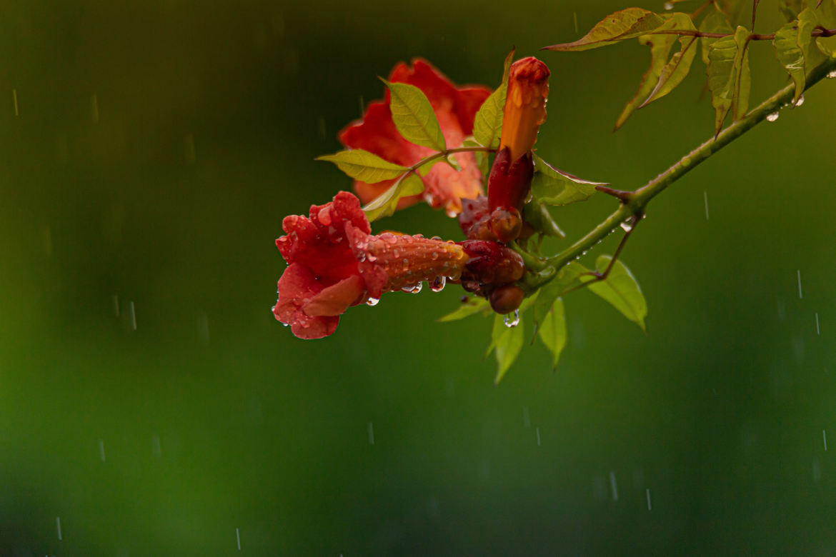 Sous la pluie