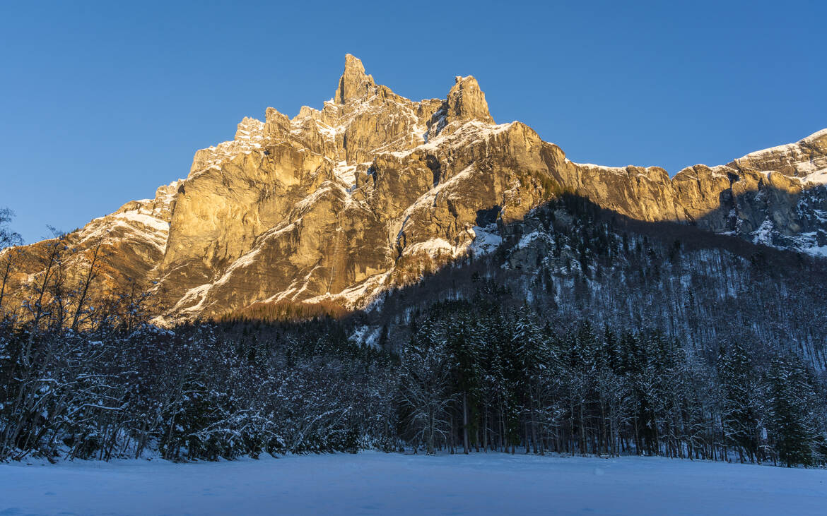 Corne du chamois