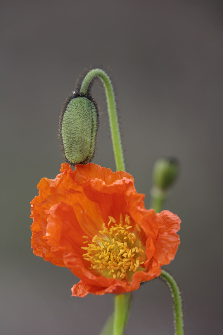 Petite fleur dévorée par le dinosaure