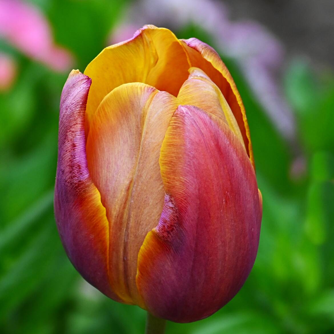 Gros plan sur une Tulipe