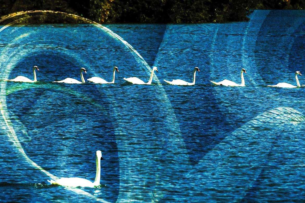 cygnes en pneu pluie