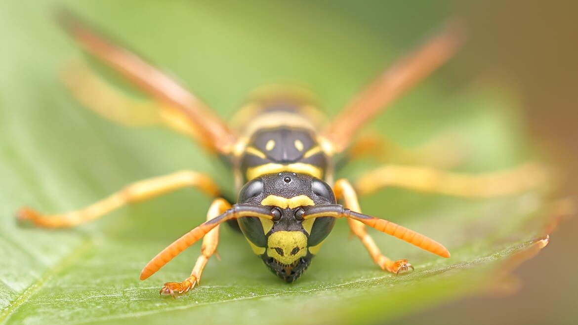 Tête à tête avec une guêpe