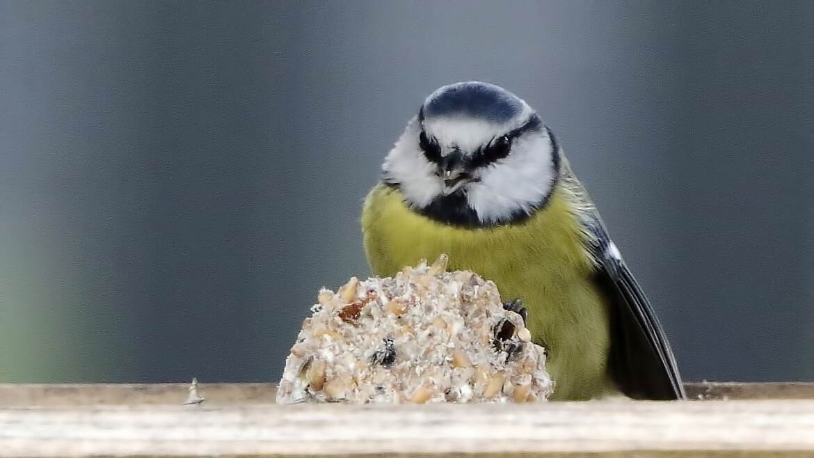 à moi le gros gâteau !