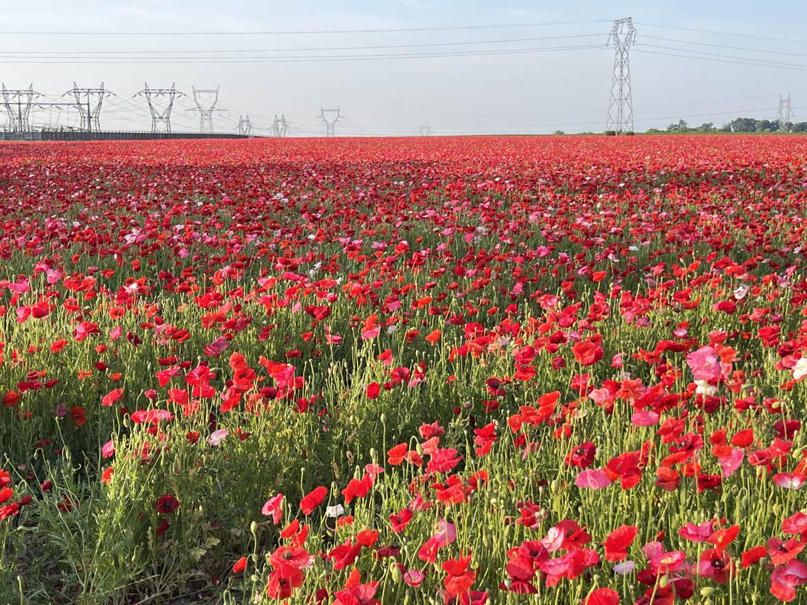 Champ de coquelicots