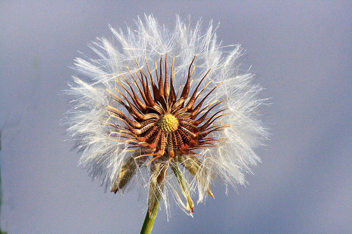 Fleur de pissenlit