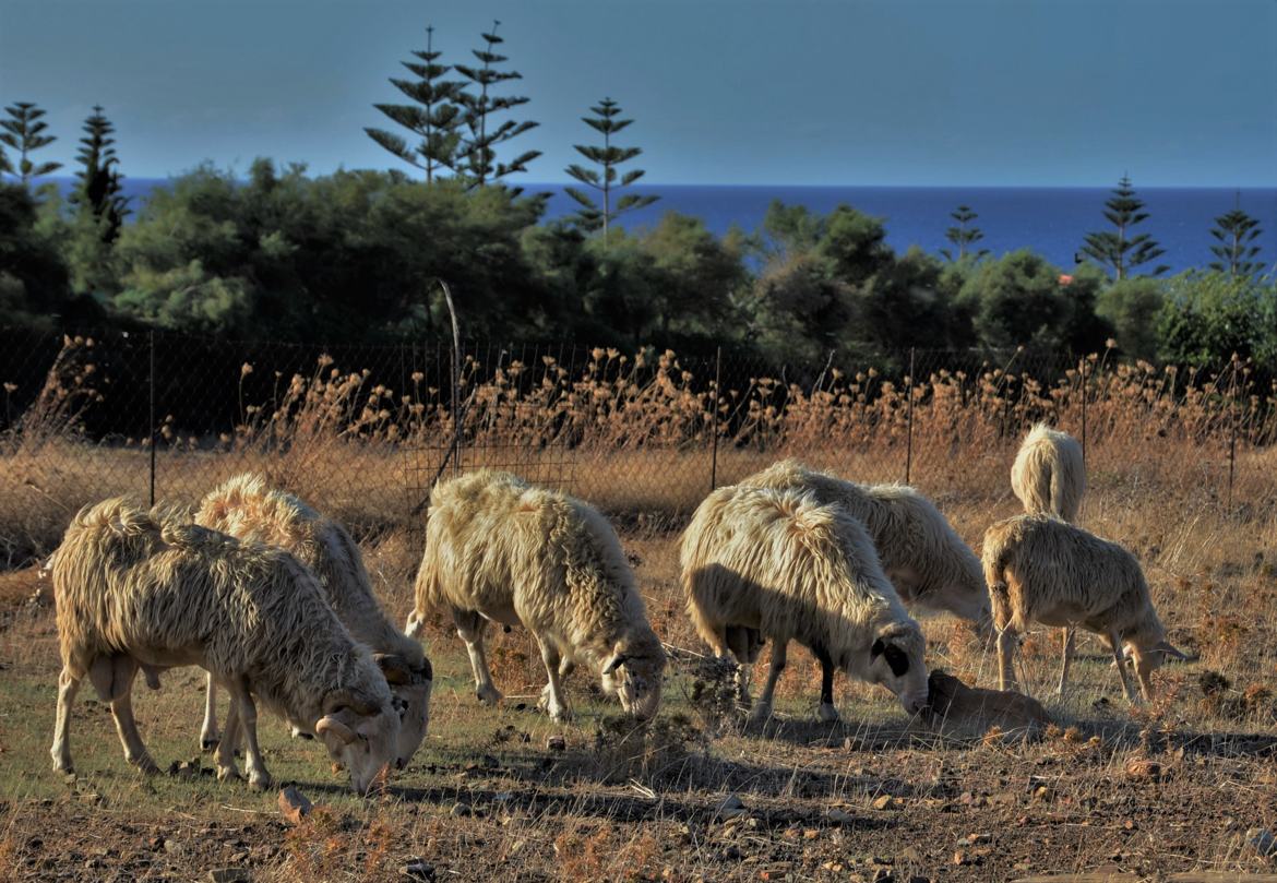 Moutons de Crète.