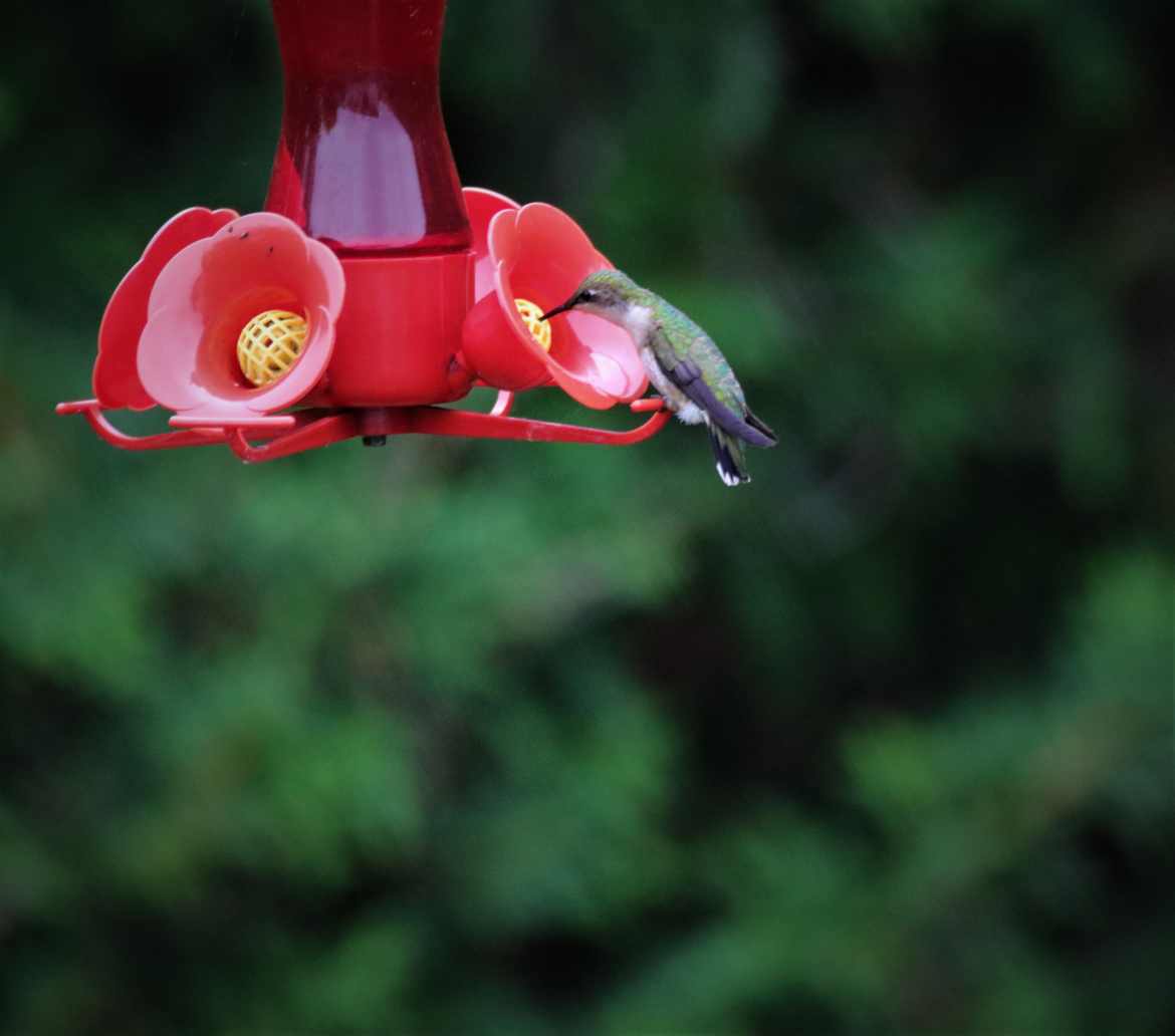 Colibri 2