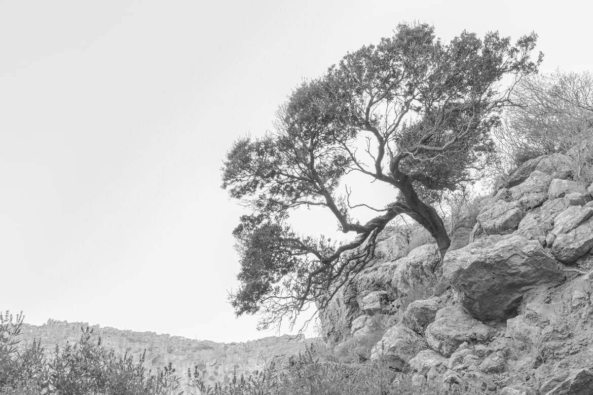Tree and Stone 3