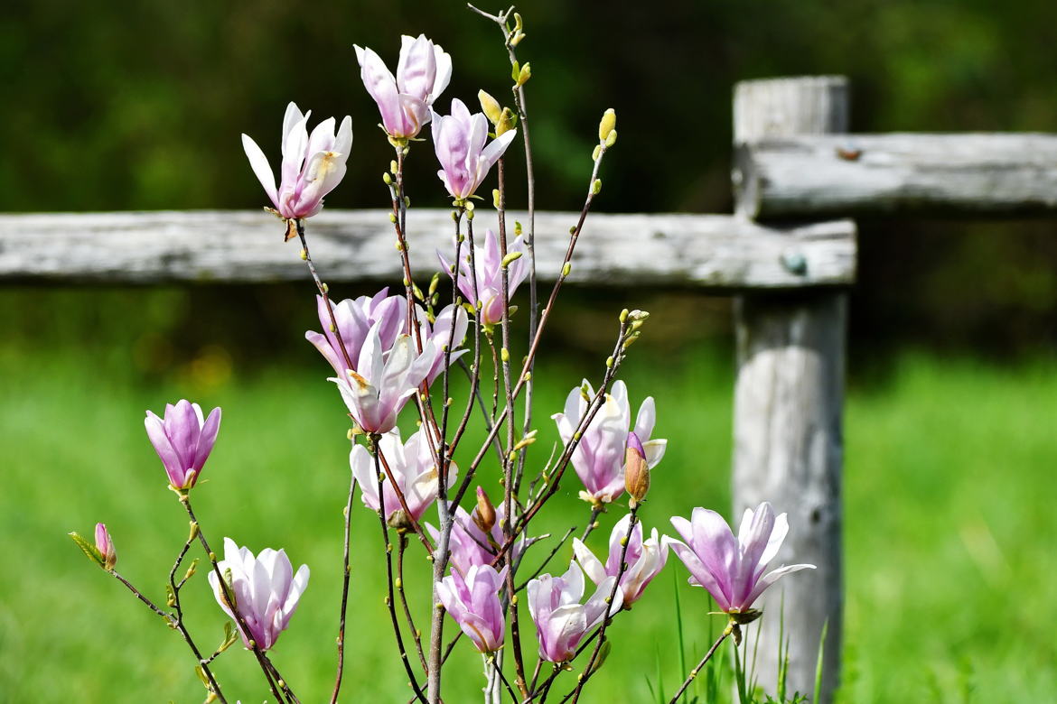 C'est le printemps