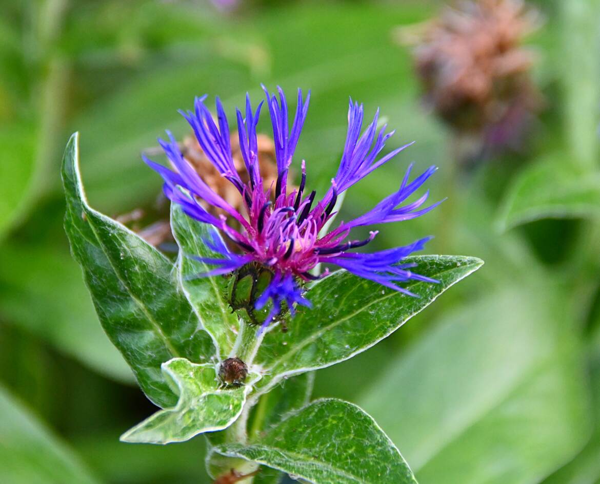 Bleuet tout simplement