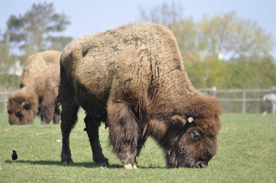 J'ai le poil tout doux