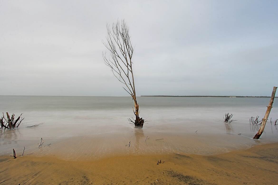 L'arbre