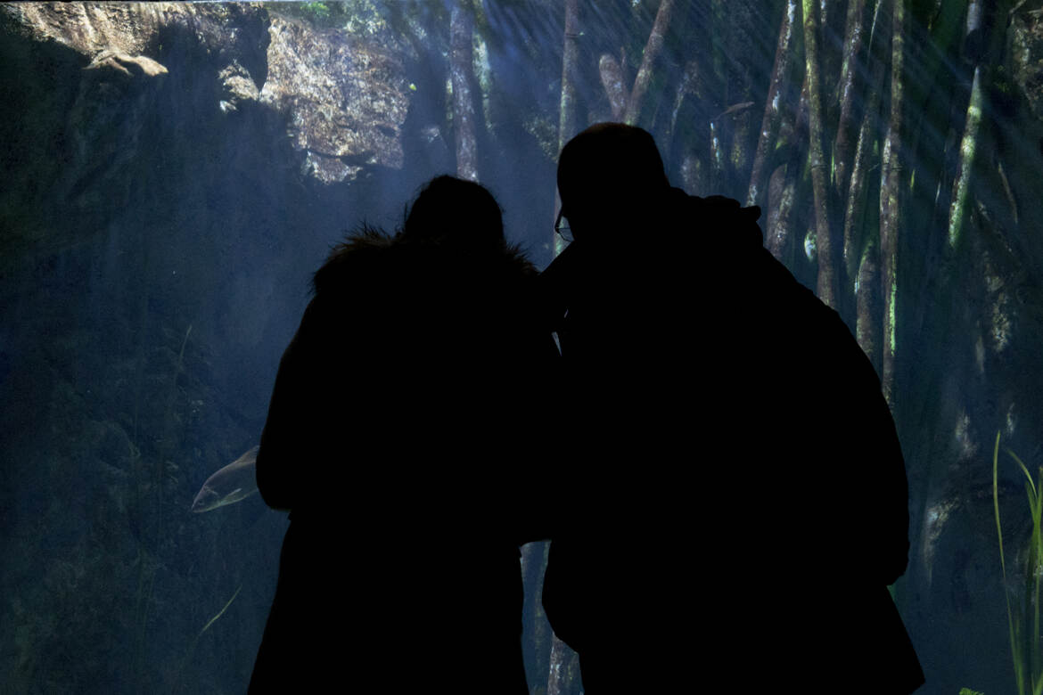 Visite à l'aquarium