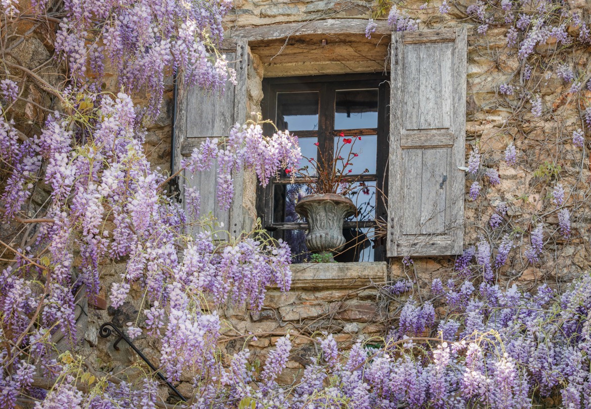 Fenêtre fleurie