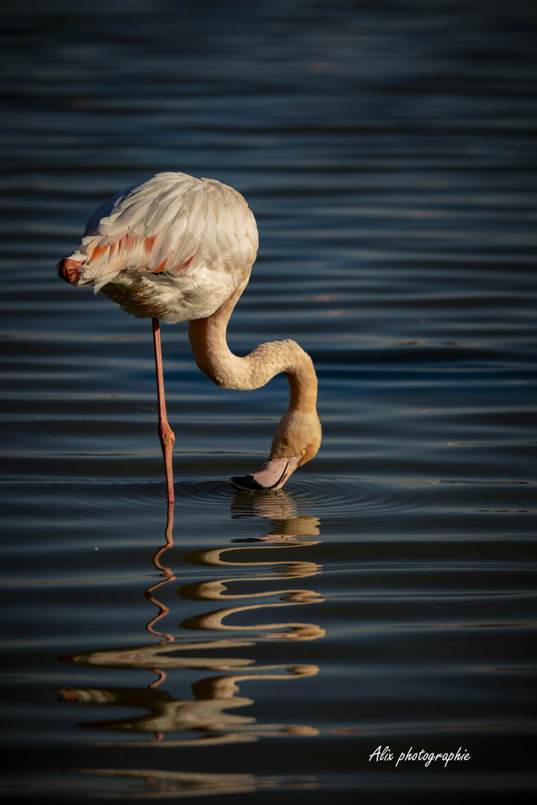le flamant rose et son reflet
