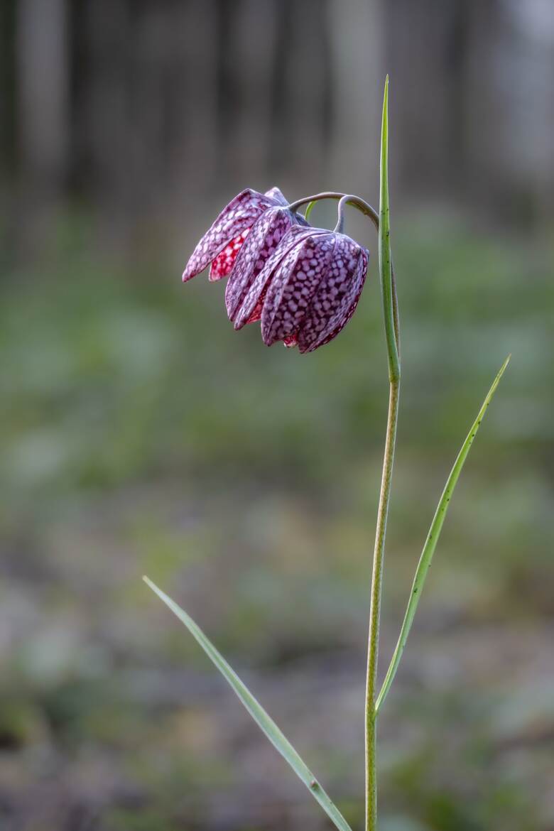 Fritillaire pintade 2026 (retour au printemps)