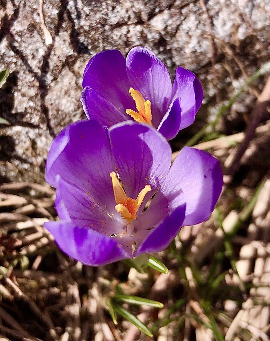 Crocus