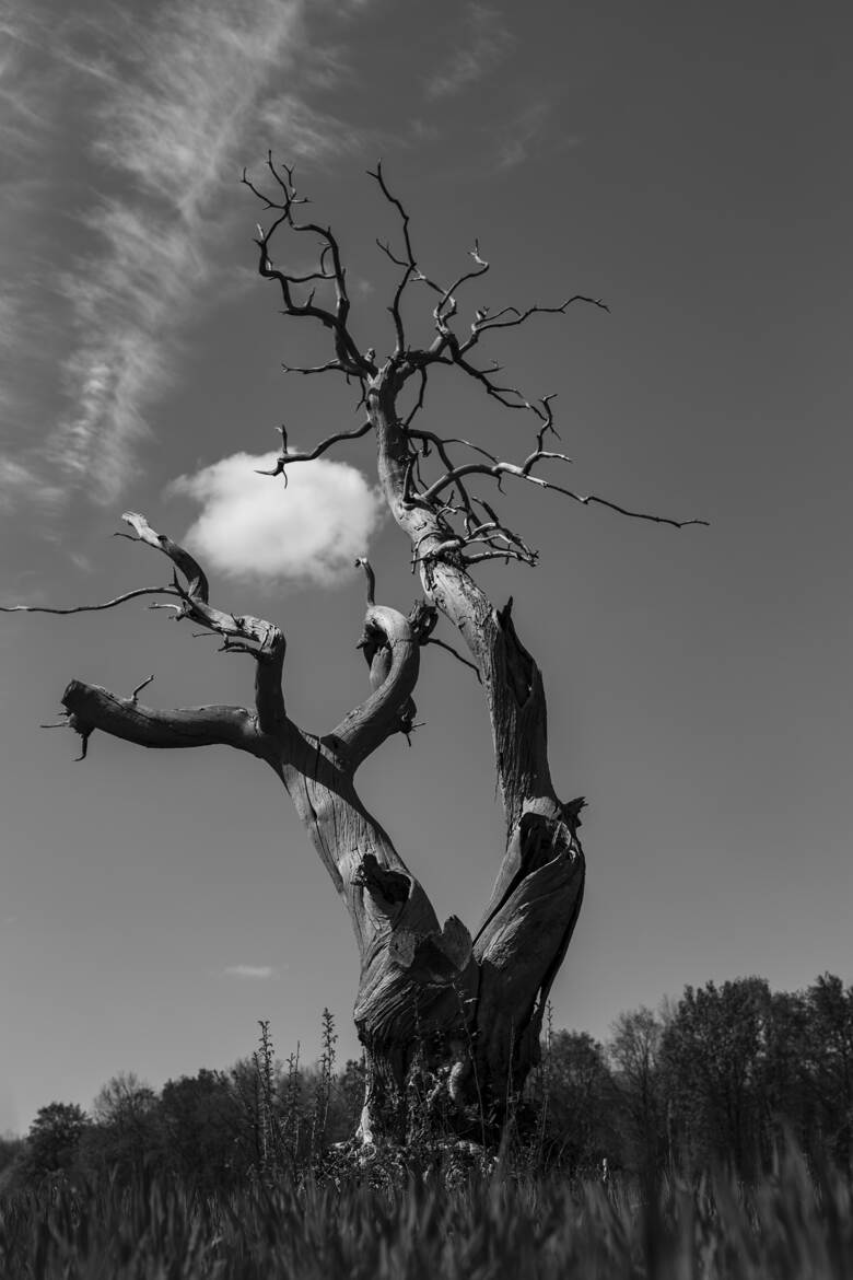 L'Arbre mort