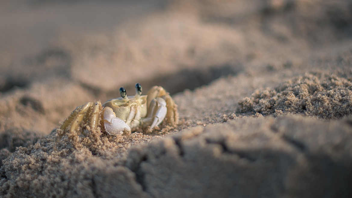 Petit crabe Brésilien