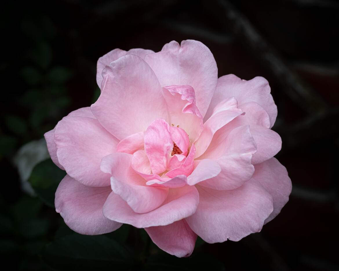 Rose 'Queen Elizabeth'