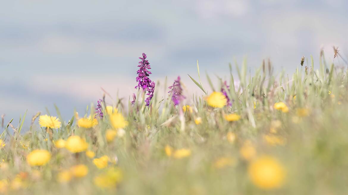 Tableau floral