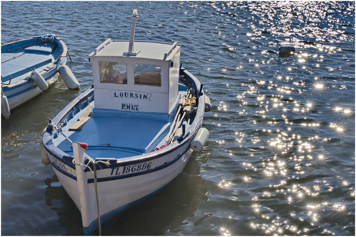 L'oursin et les étoiles de mer