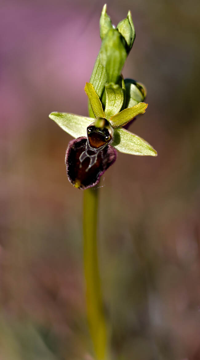 Ophrys araignée