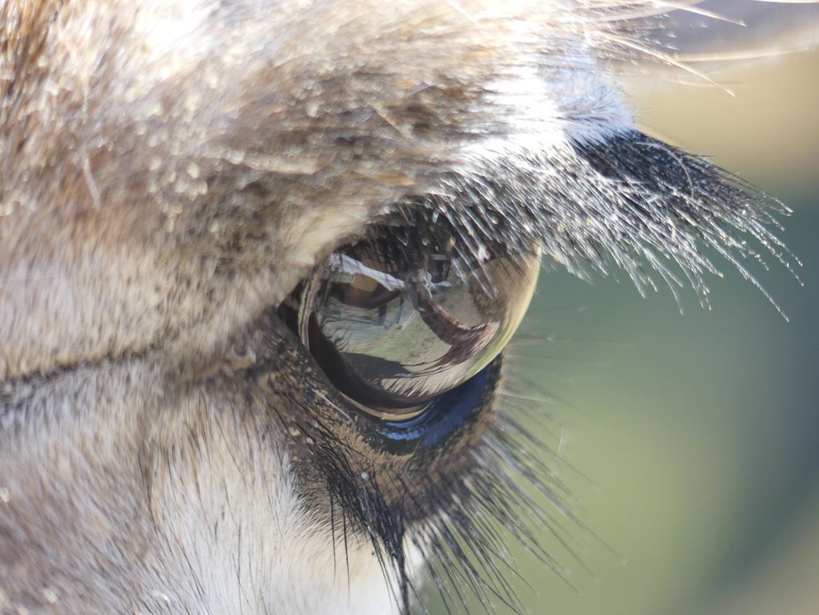 Dans l'oeil de la girafe