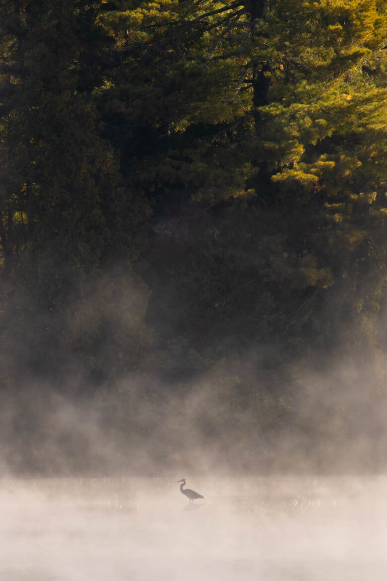 Aigrette dans la brume