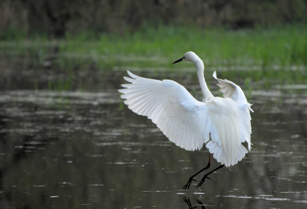 Ballet d'opera