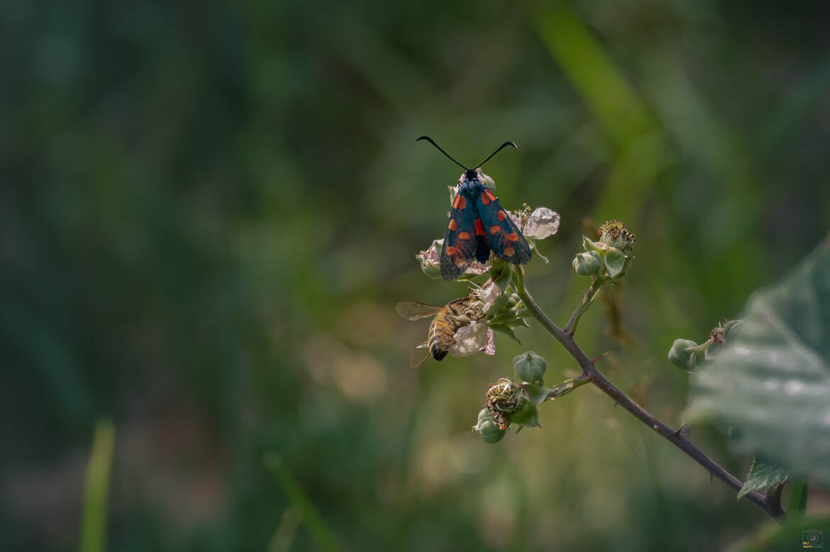 La Zygéne et l abeille