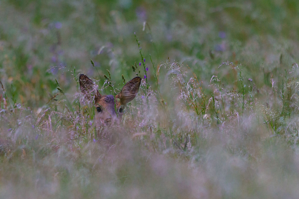 Faon dans les hautes herbes