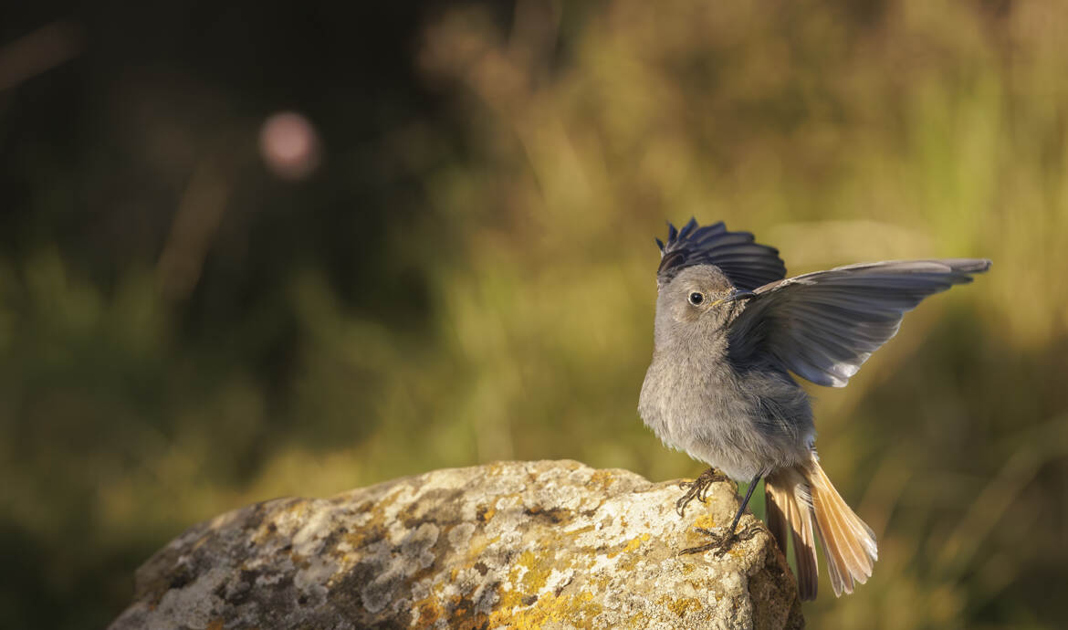 Ils sont partis par là...