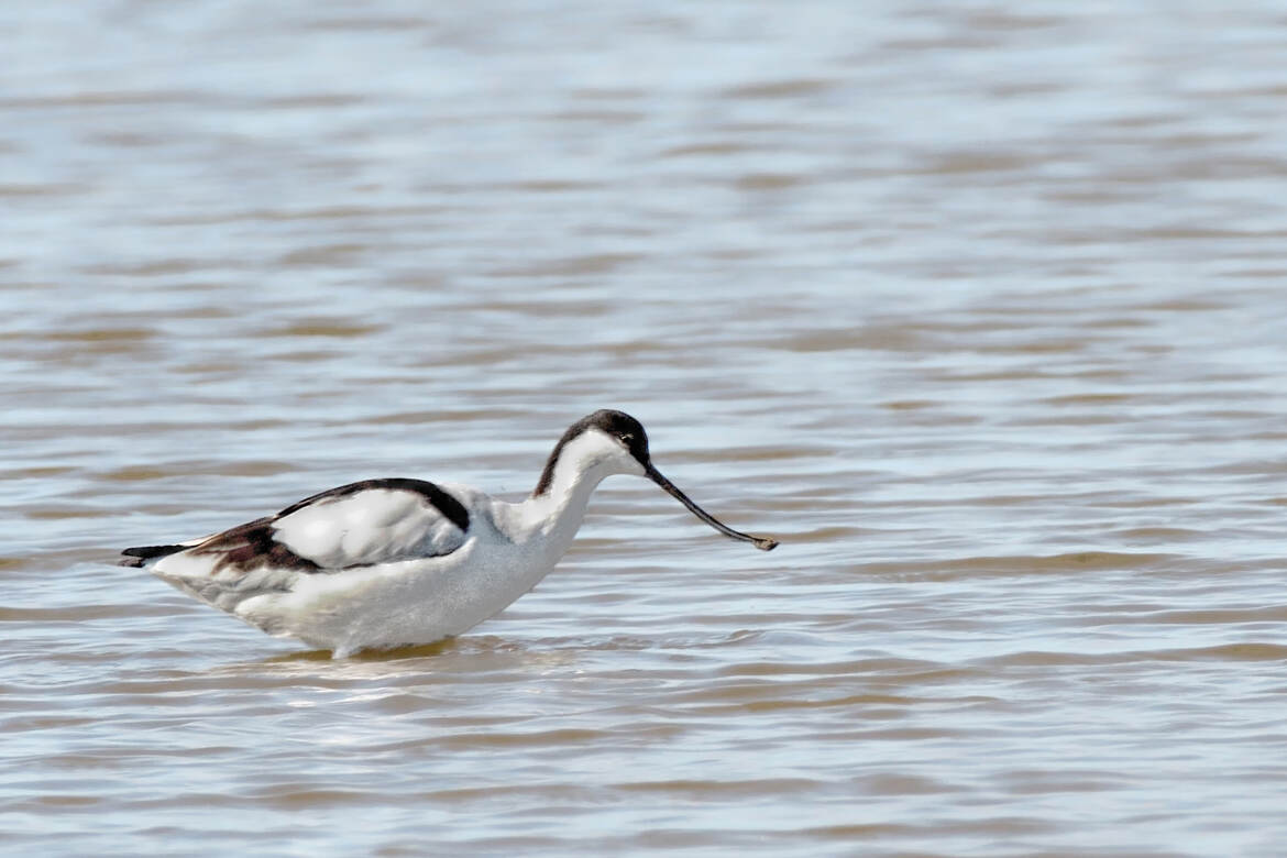 Avocette élégante