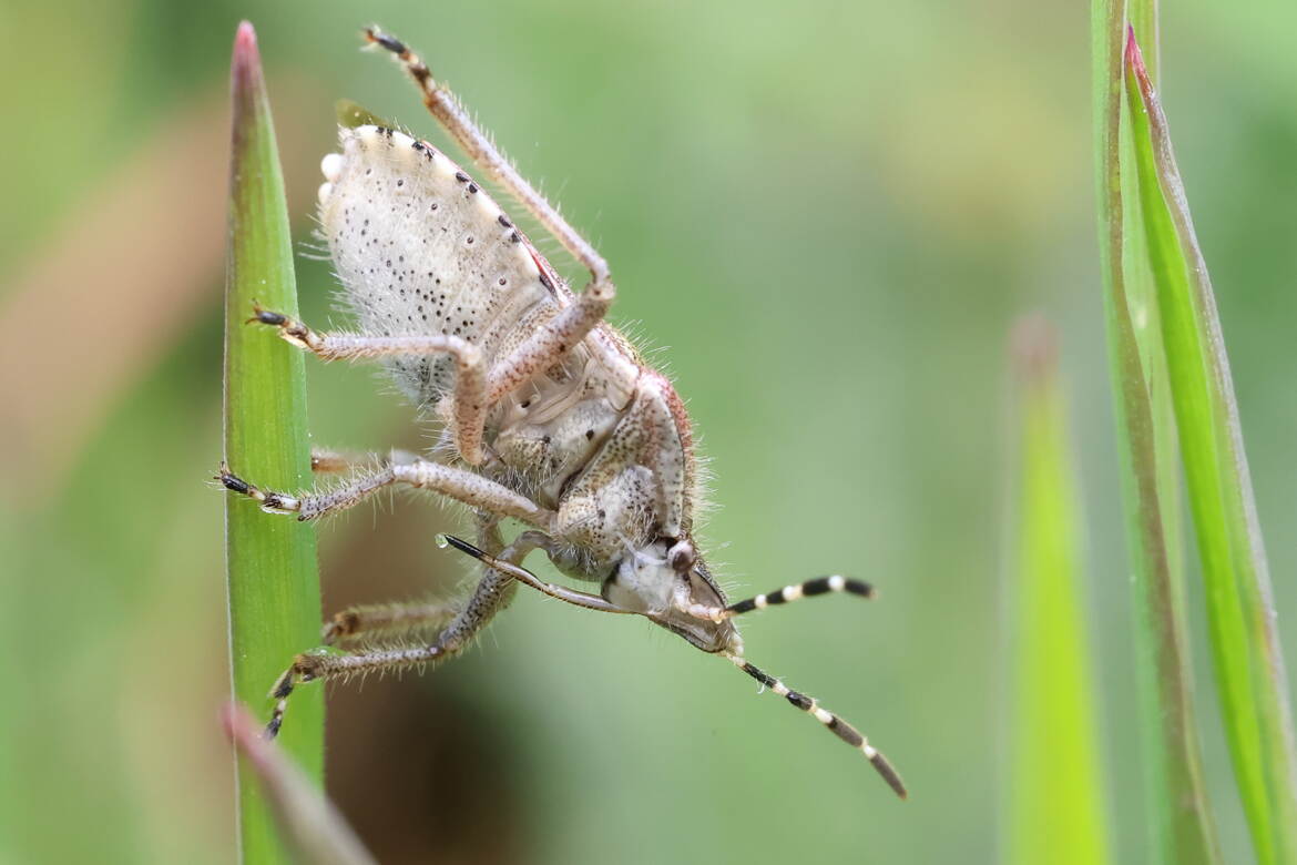 Punaise ! Quel rostre !