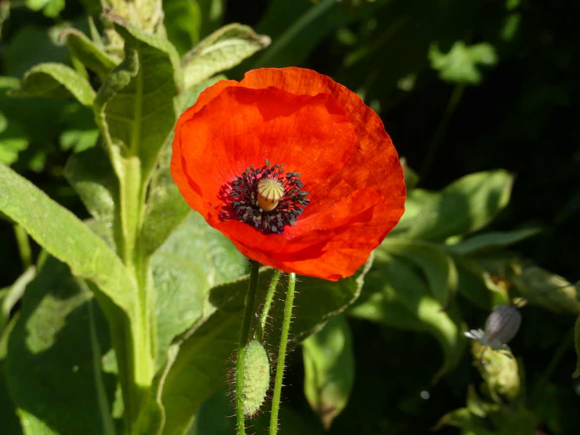 gentil lcoquelicot