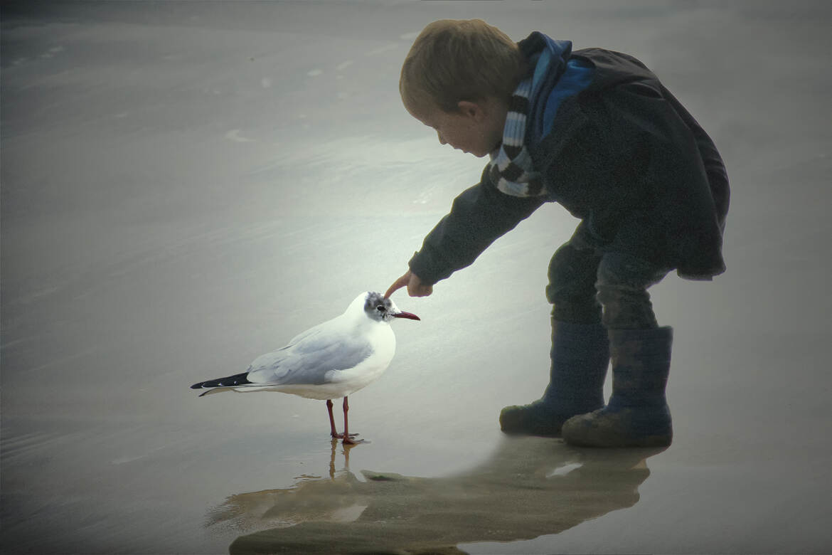 La mouette et l'enfant