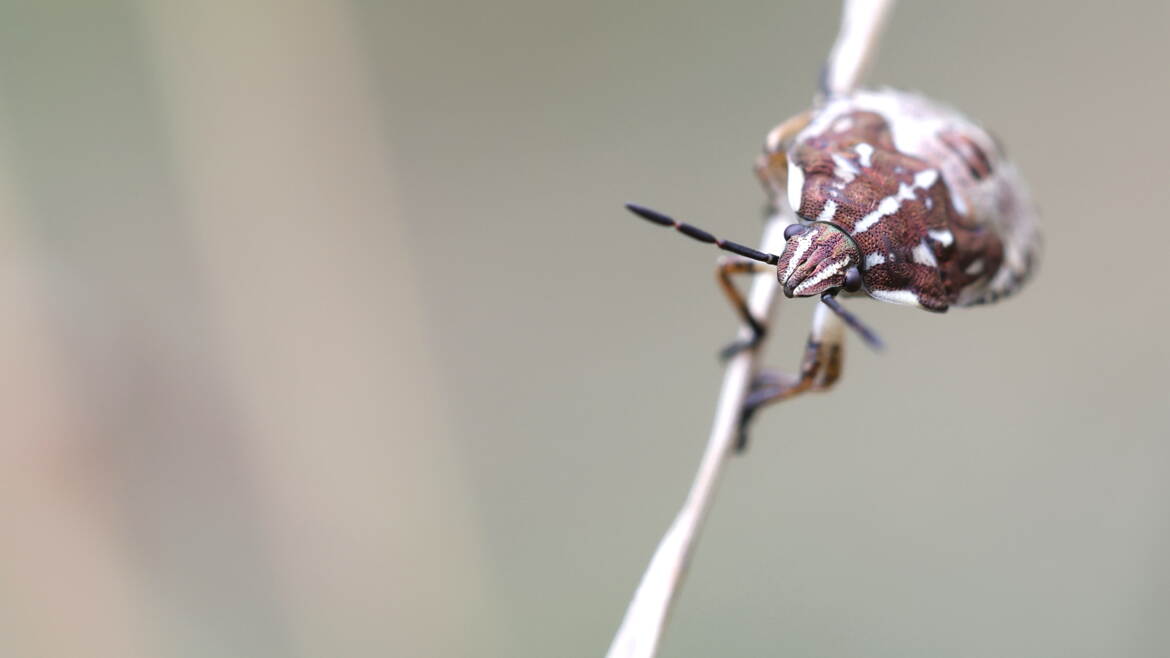 Carpocore Pourpré