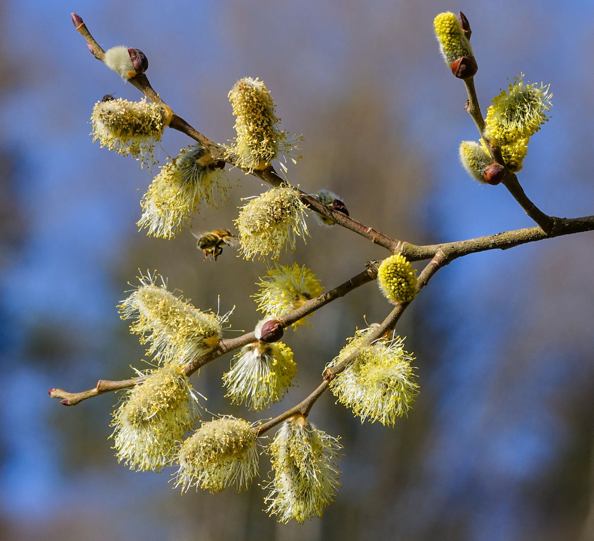 le printemps