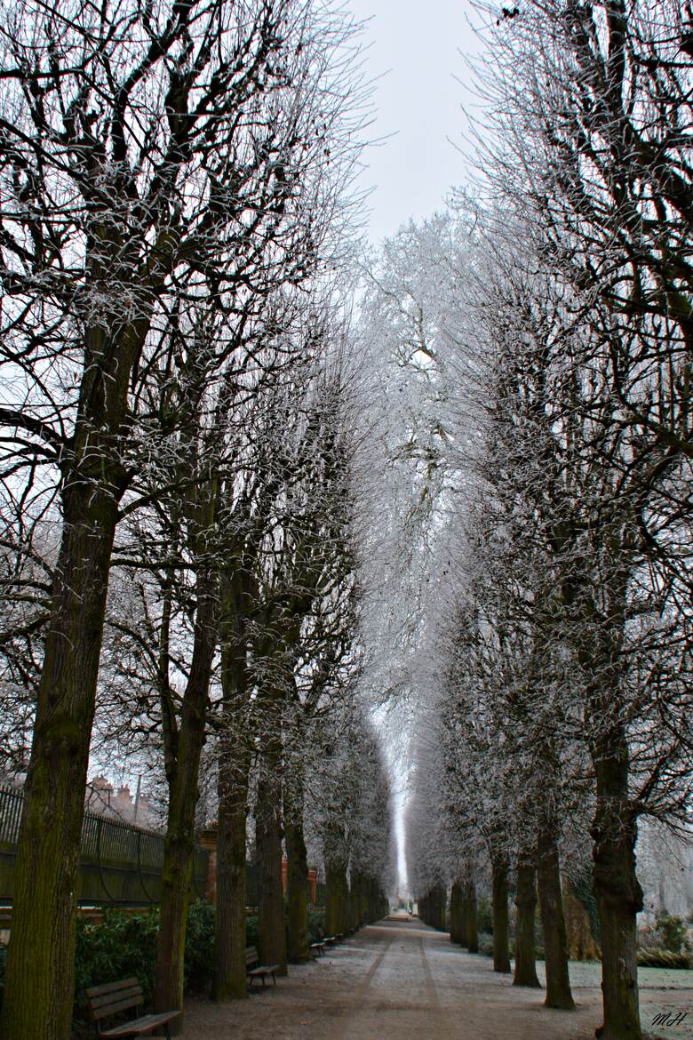 Allée givrée