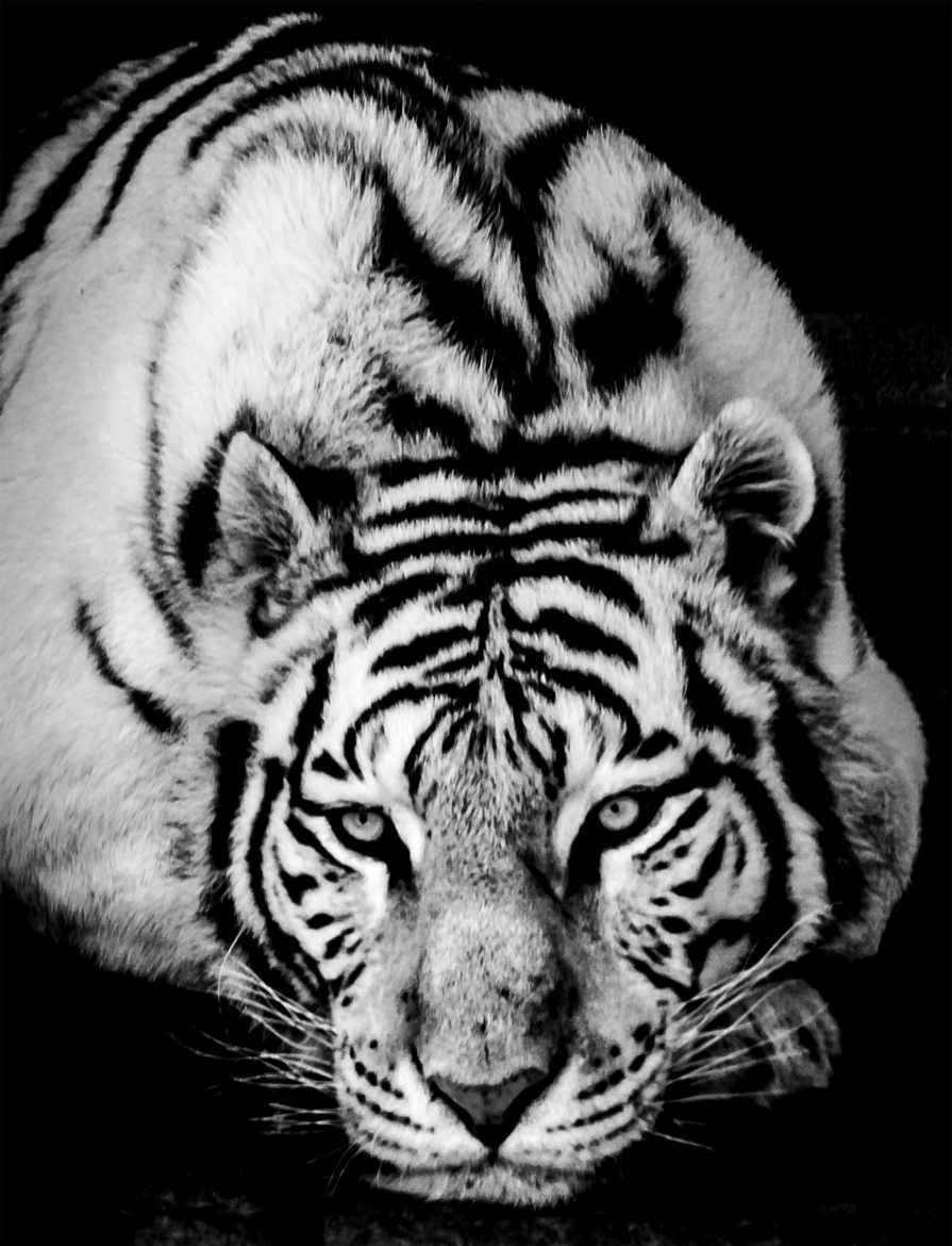 Tigre en noir et blanc 2 V2