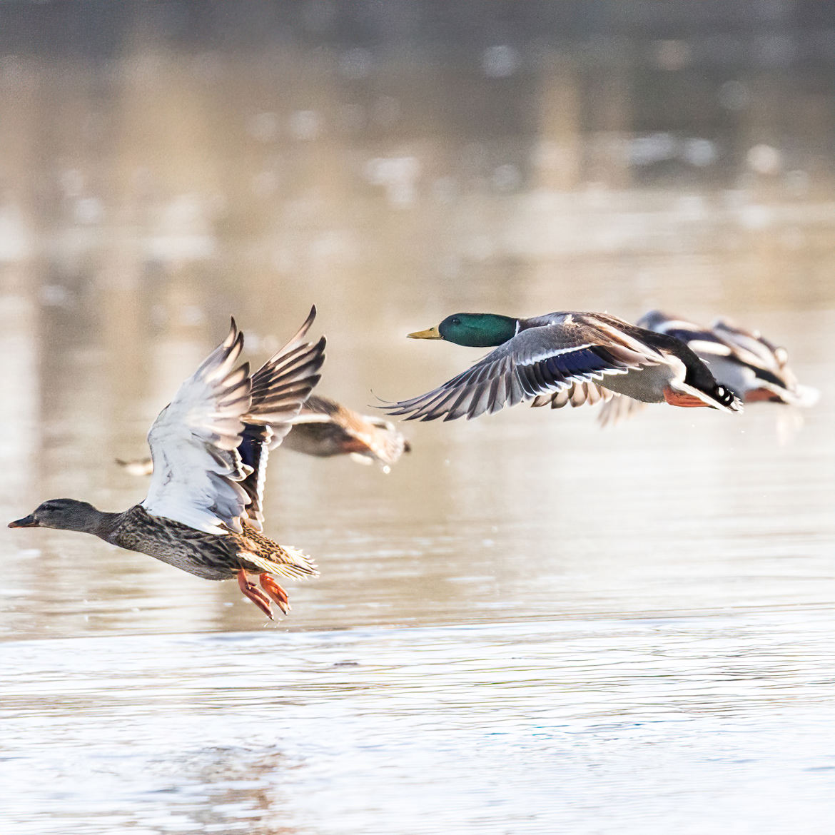 Canards colvert sur la Saône