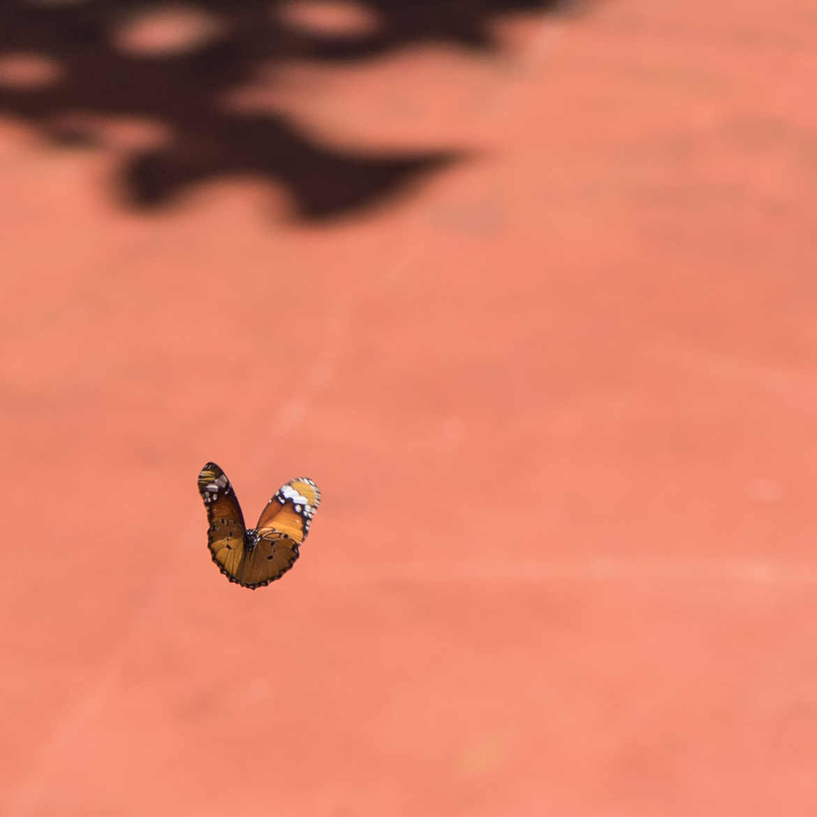 Papillon en vol