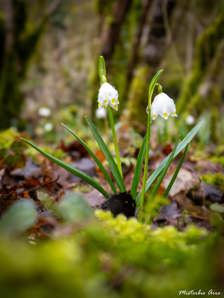 Nivéoles de printemps