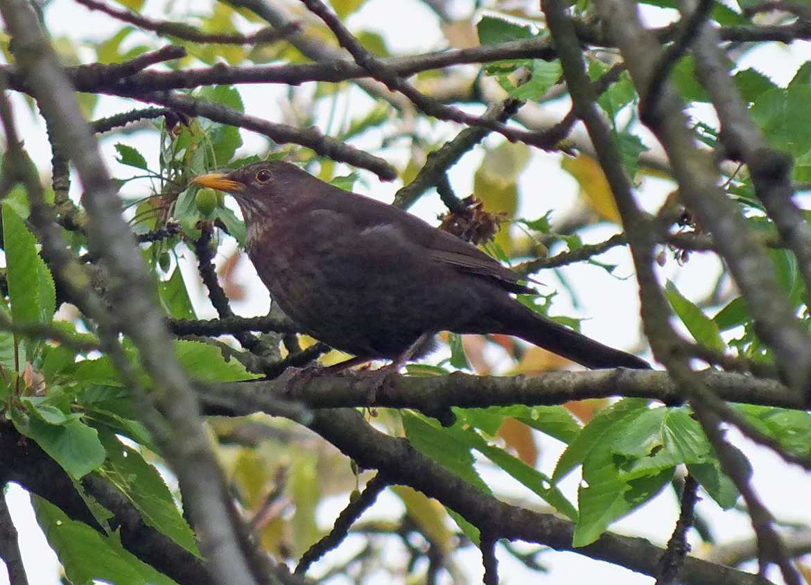 Un oiseau sur la branche