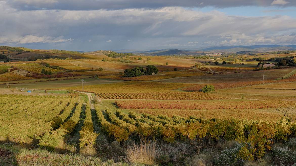 des vignes d'or