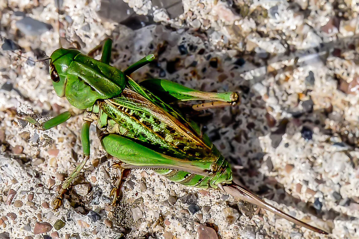 La Grande sauterelle verte