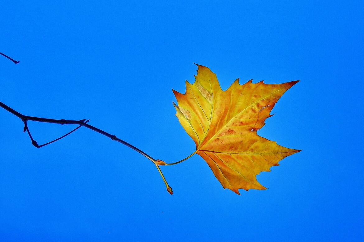 Feuille d'automne